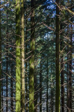 Sık çam ağacı orman