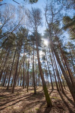 Yoğun okaliptüs ağacı orman