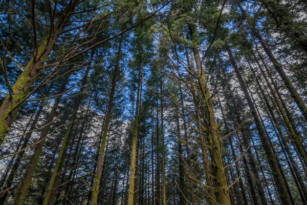 Dense pine tree woods — Stock Photo, Image