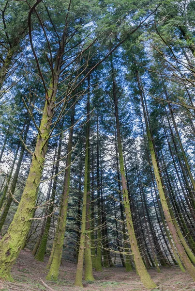 Dense pine tree woods — Stock Photo, Image