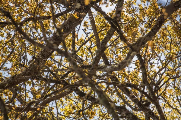 Oak tree yellow leaves — Stock Photo, Image