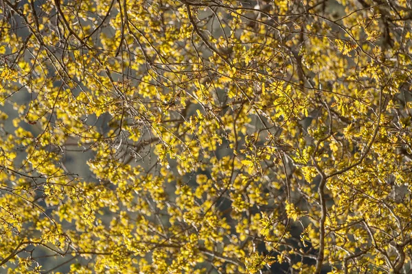 Eichenbaum gelbe Blätter — Stockfoto