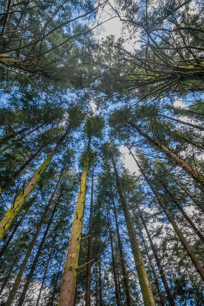 Dense pine tree woods — Stock Photo, Image