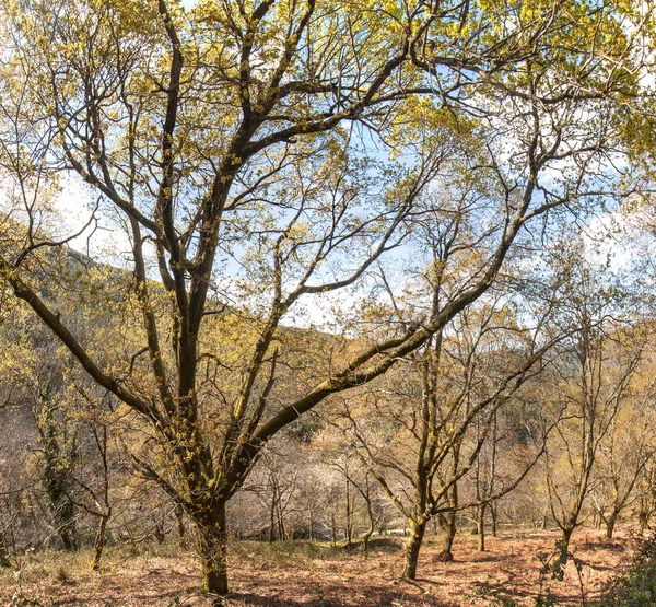 Oak trees in the cold season — Stock Photo, Image