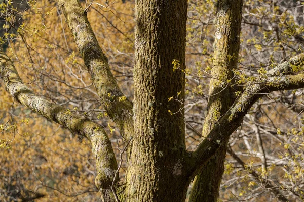 Oak tree Gula löv — Stockfoto