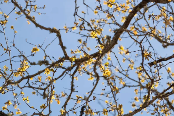 Oak tree yellow leaves — Stock Photo, Image