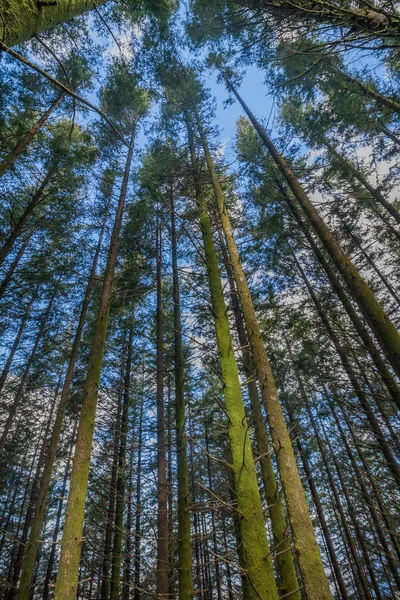 Dense pine tree woods — Stock Photo, Image