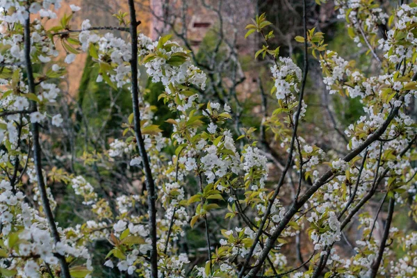 Kwitnące gruszki — Zdjęcie stockowe