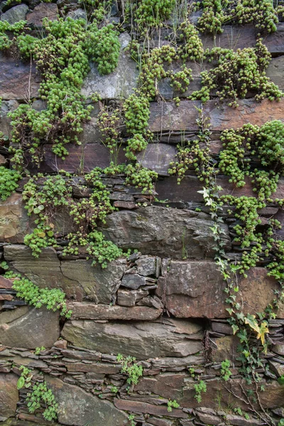 Schist stone with vegetation — Stock Photo, Image