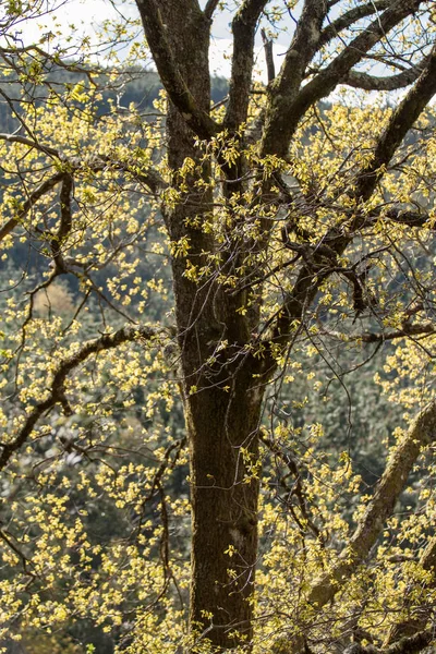 Carvalho folhas amarelas — Fotografia de Stock