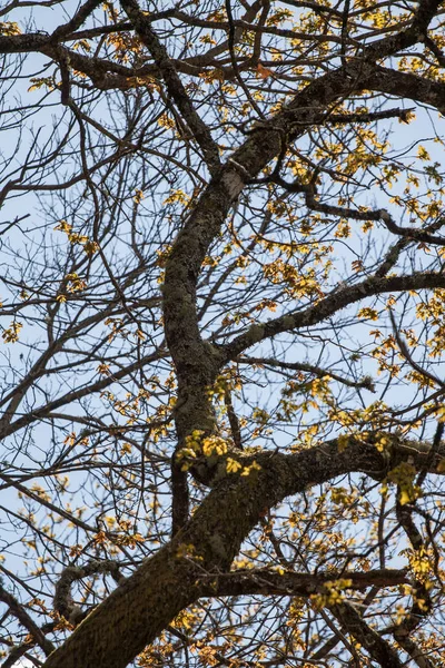 Oak tree yellow leaves — Stock Photo, Image