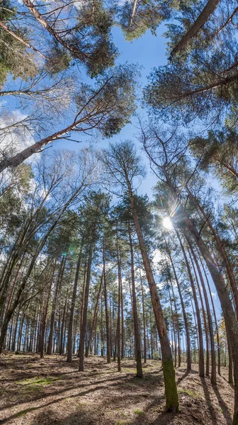 Dense eucalyptus tree woods — Stock Photo, Image