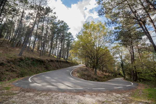 Curva apertada na floresta — Fotografia de Stock