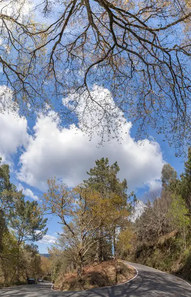 Tight curve on the forest — Stock Photo, Image