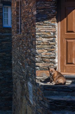 Köpek üzerinde güneşin aittir
