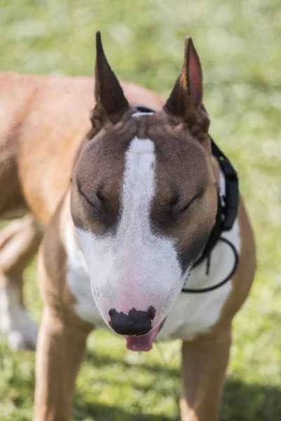 Bull terrier raça cão — Fotografia de Stock