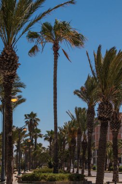 Palmiye ağacı caddede Asilah