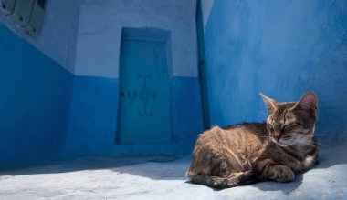 Kedi içinde Chefchaouen rahatlatıcı