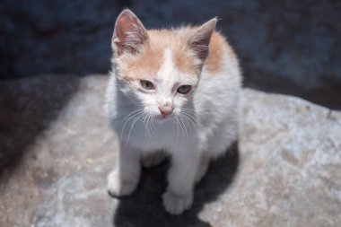 Kedi içinde Chefchaouen rahatlatıcı