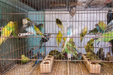 Muhabbet kuşu (Melopsittacus undulatus)