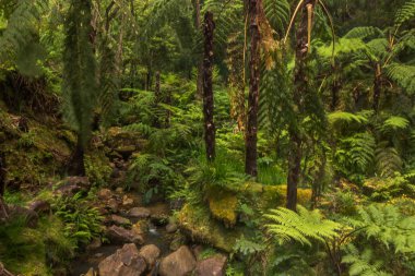 Çeşitli tropikal orman 