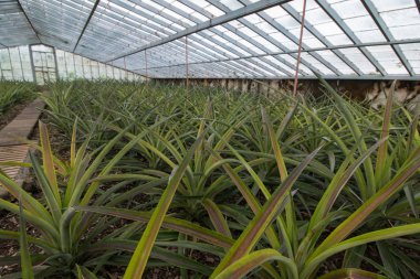 Ananas cam ev çiftlik