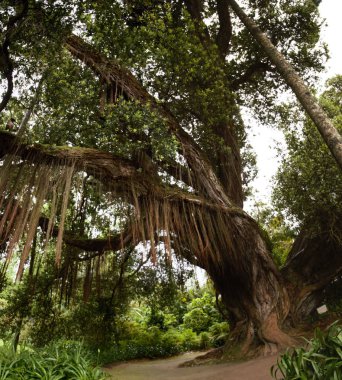 Terra Nostra doğa parkı