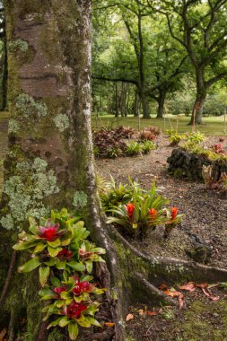 Terra Nostra doğa parkı