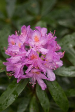 Güzel pembe rhododendron çiçeği