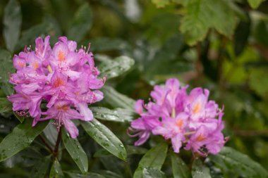 Güzel pembe rhododendron çiçeği