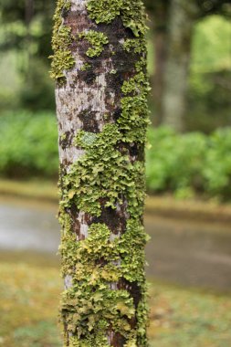 ağaç üzerinde yosun