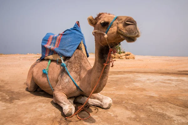 Dromadaire chameau relaxant — Photo