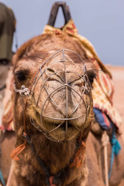 Dromedario camello relajante —  Fotos de Stock