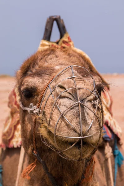 Dromadaire chameau relaxant — Photo