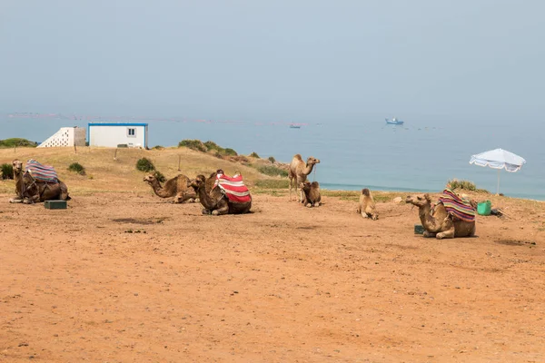 Dromedario camellos relajante — Foto de Stock