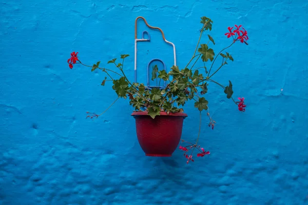 Chefchaouen vasi di fiori — Foto Stock