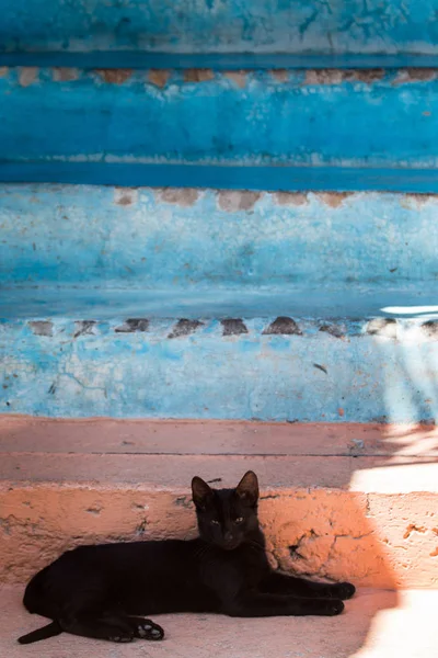 Cat relaxing in Chefchaouen — Stock Photo, Image