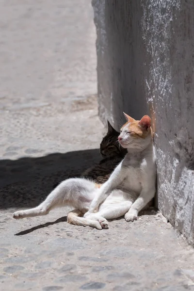 Gato relaxante em Tetouan — Fotografia de Stock