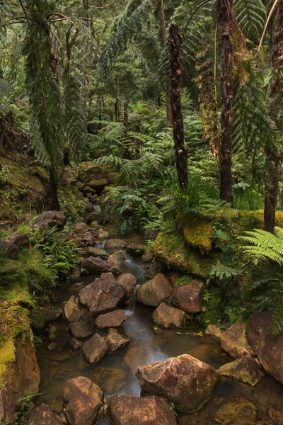 Diverse foreste tropicali — Foto Stock