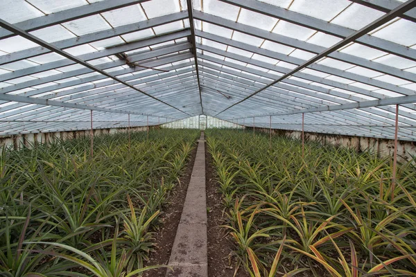 Ananas cam ev çiftlik