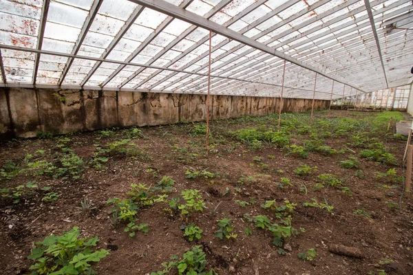 Casa de vidro de abacaxi fazenda — Fotografia de Stock