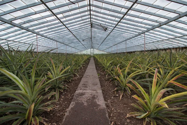 Piña casa de cristal granja — Foto de Stock