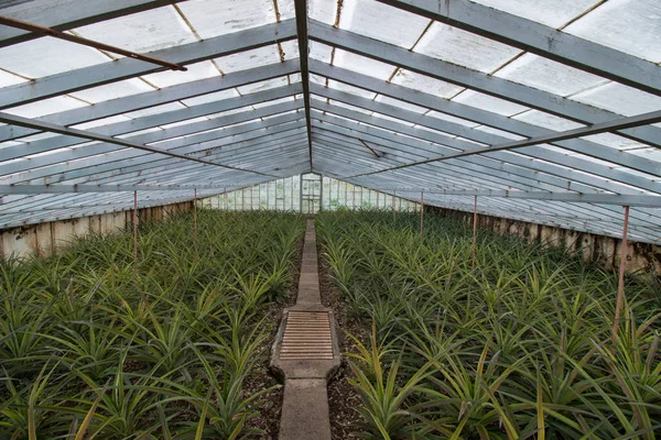 Casa de vidro de abacaxi fazenda — Fotografia de Stock