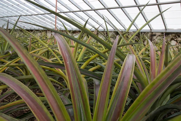 Ananas cam ev çiftlik