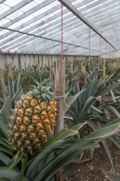 Ananas cam ev çiftlik