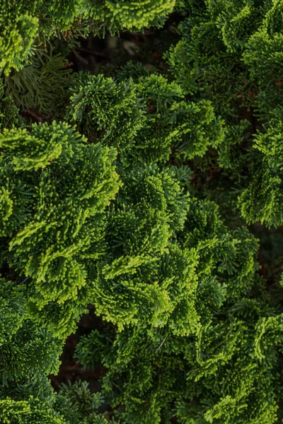 Thuja occidentalis pianta — Foto Stock