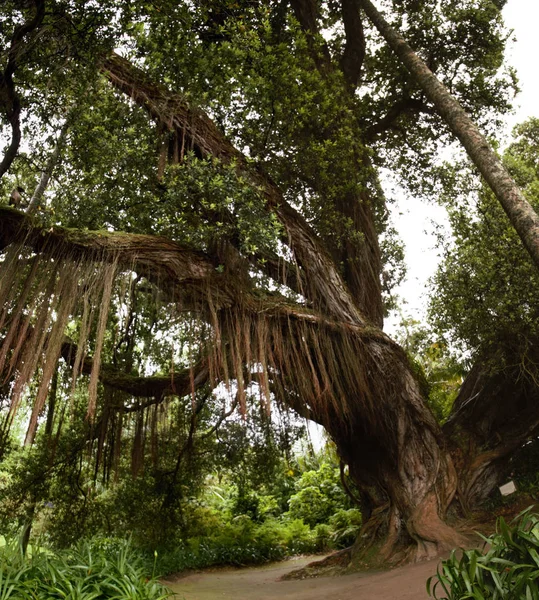 Terra Nostra doğa parkı