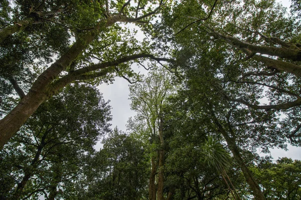 Terra Nostra nature park — Stock Photo, Image