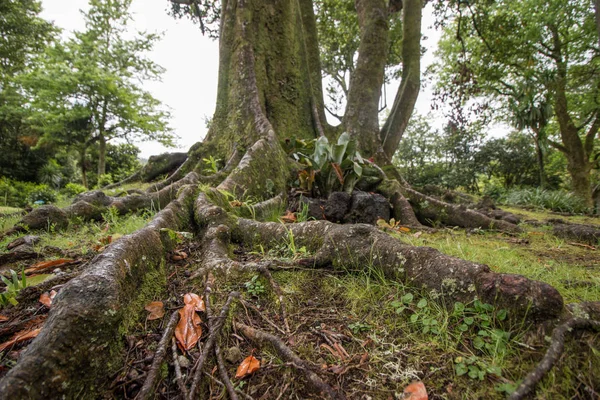 A Terra Nostra természetvédelmi park — Stock Fotó