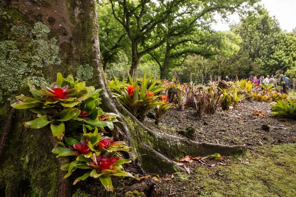 Terra Nostra přírodní park — Stock fotografie